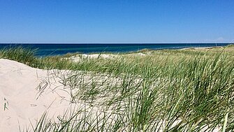 Dünenlandschaft mit Strandhafer am Ostseestrand, strahlend blauer Himmel.